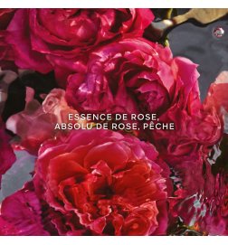 Aqua Allegoria Forte - Rosa Rossa - Eau de Parfum